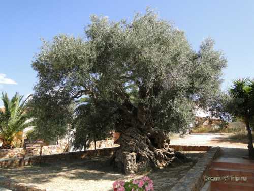 оливковое масло для ресниц: польза продукта, правила применения